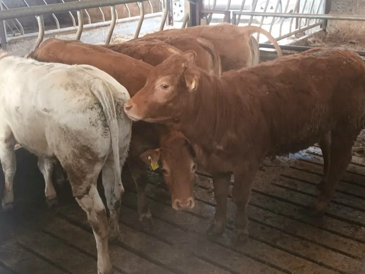 7 Top Quailty U Grade  Heifer's for sale - Image 2