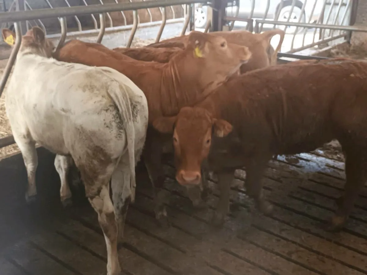 7 Top Quailty U Grade  Heifer's for sale - Image 3