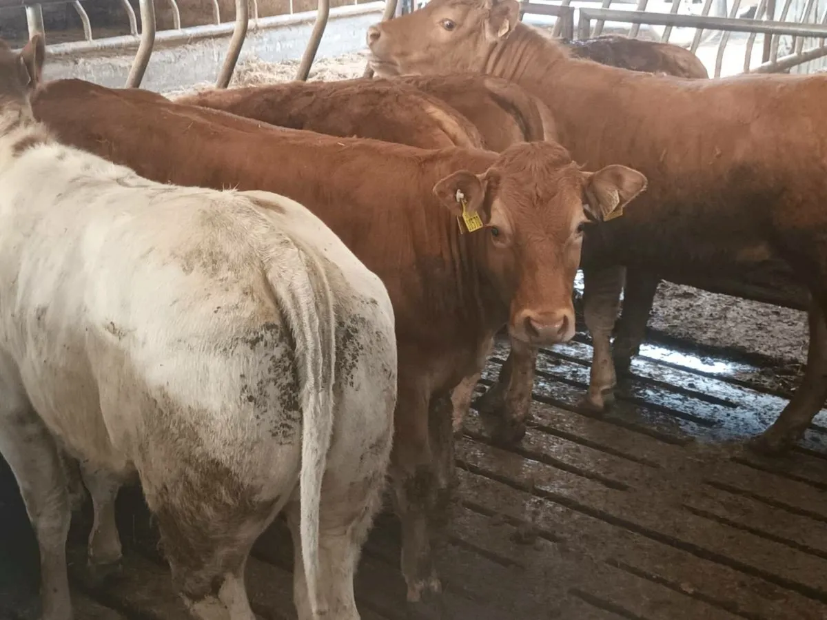 7 Top Quailty U Grade  Heifer's for sale - Image 1