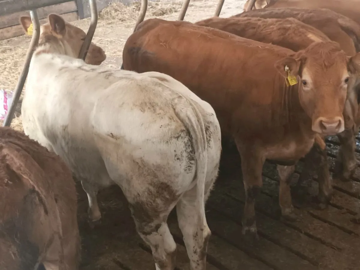 7 Top Quailty U Grade  Heifer's for sale - Image 4