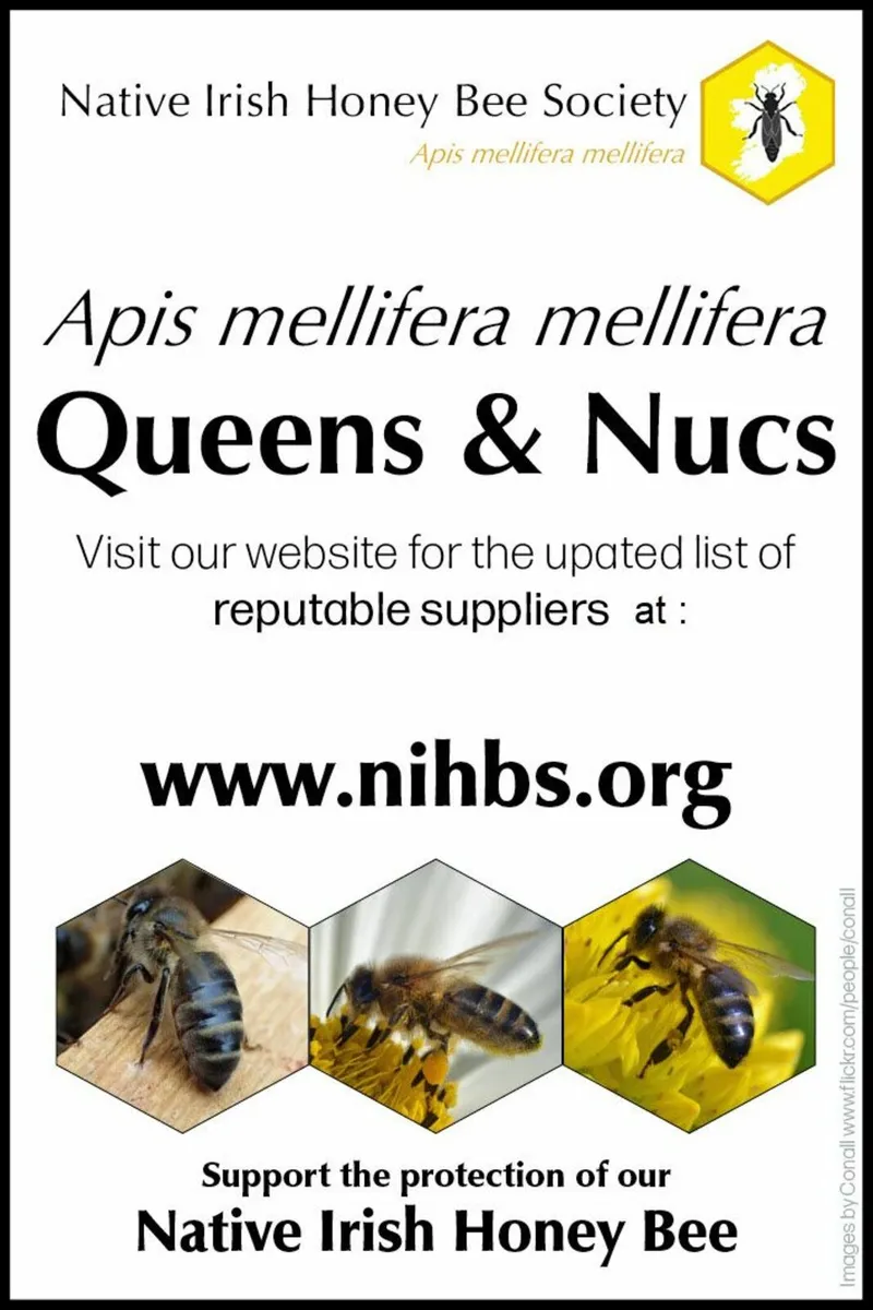 Native Irish Honey Bee Queens and Nucs for Sale - Image 4