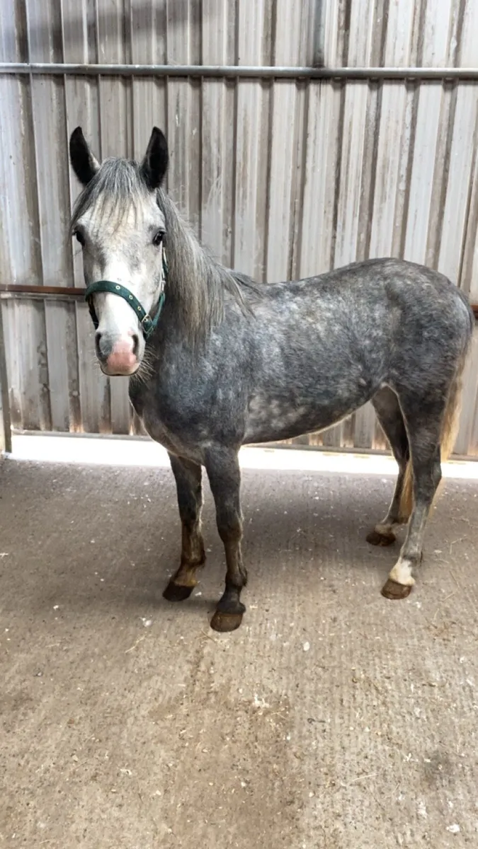 Connemara gelding - Image 1