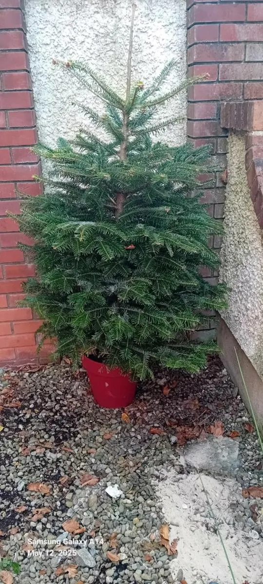 Christmas plants