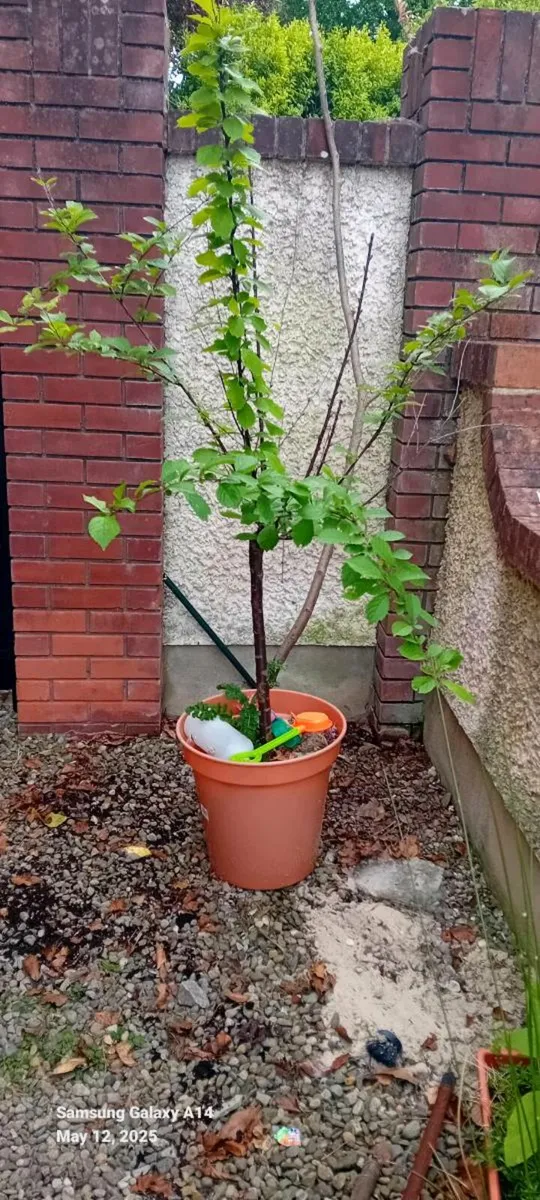 Cherry blossom plants