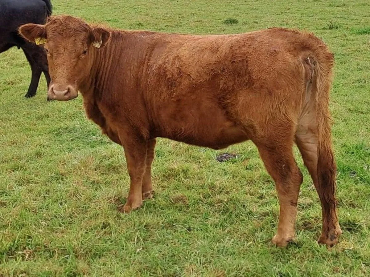 Pedigree Dexter cattle - Image 1