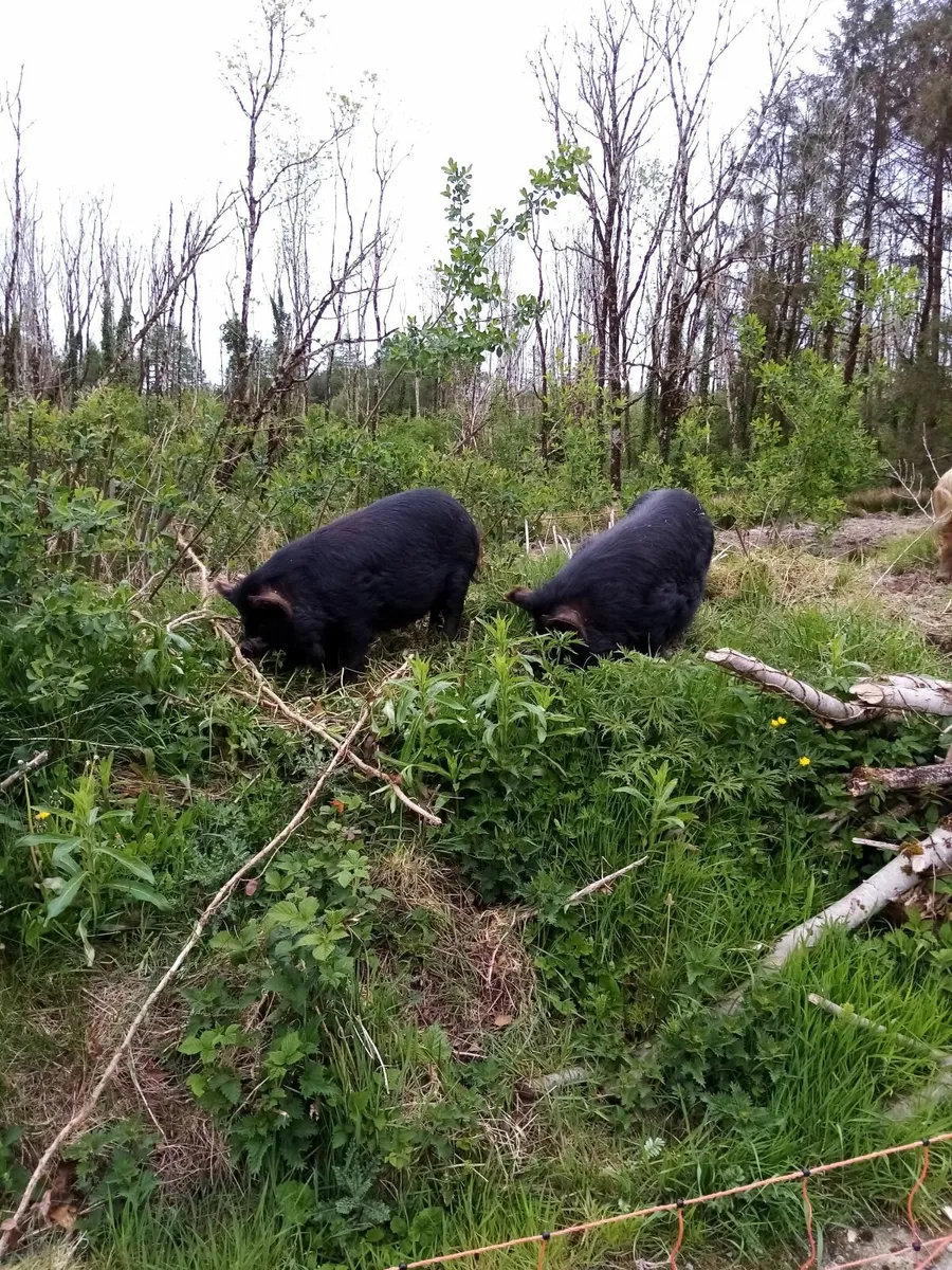4 Kune kune pigs - Image 1
