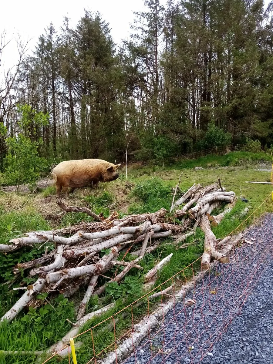 4 Kune kune pigs - Image 2