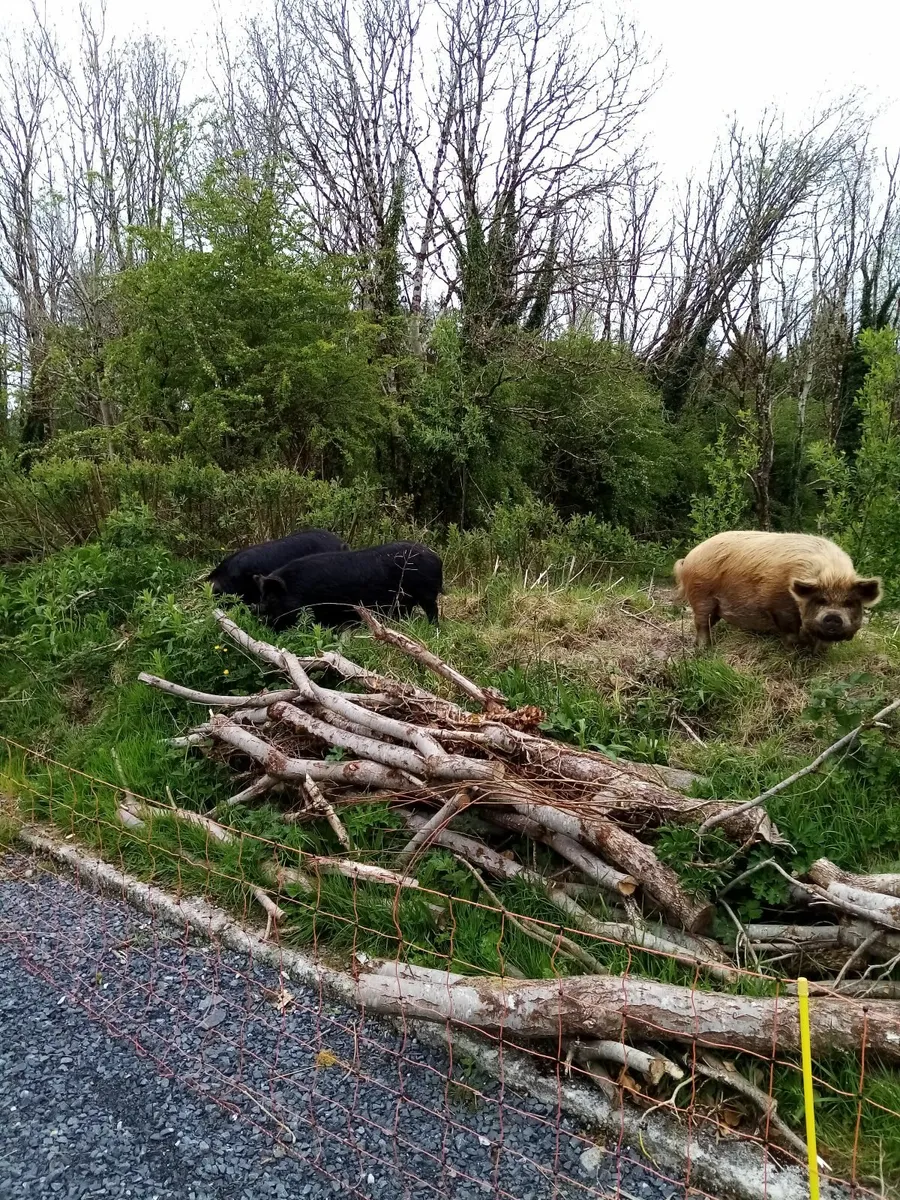 4 Kune kune pigs - Image 4