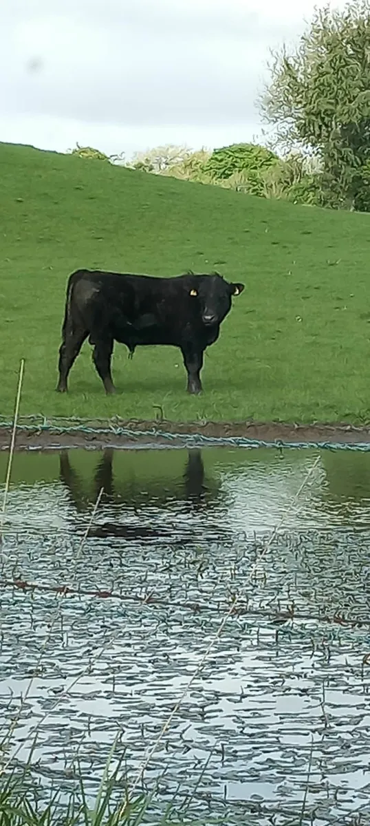 Bull Angus