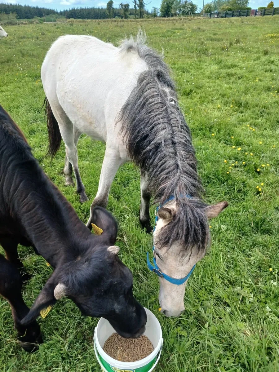 Registered connemara pony for sale - Image 2