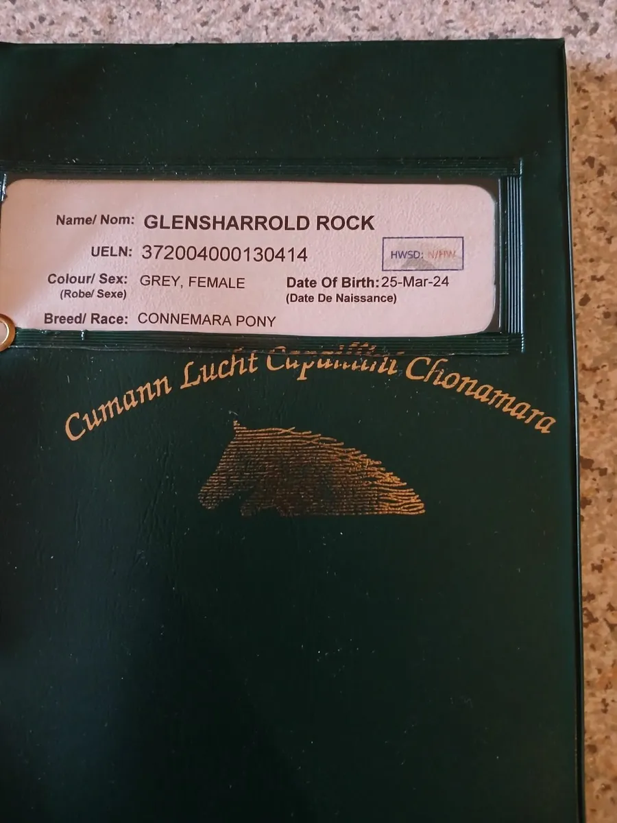 Registered connemara pony for sale - Image 3