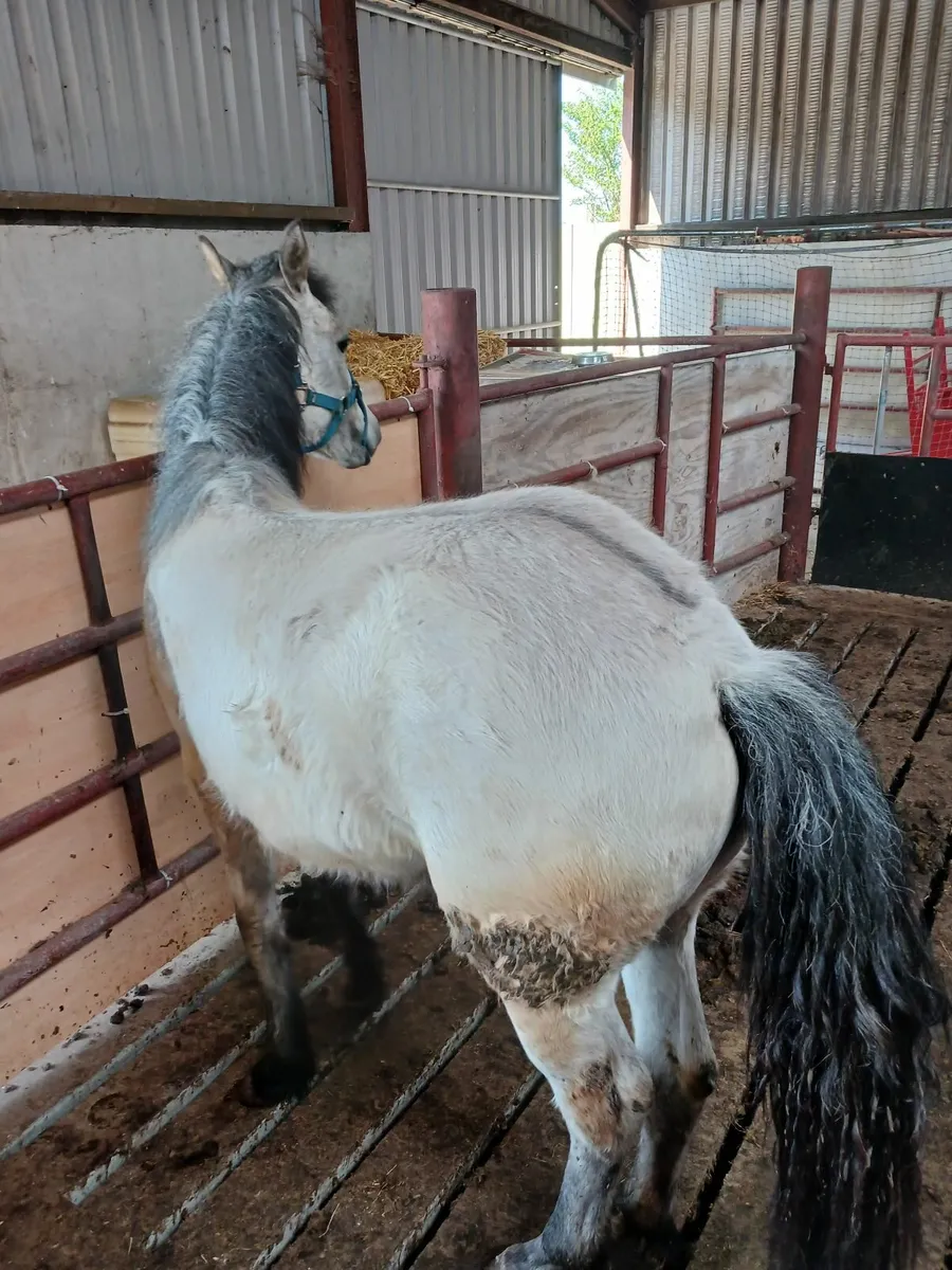Registered connemara pony for sale - Image 4