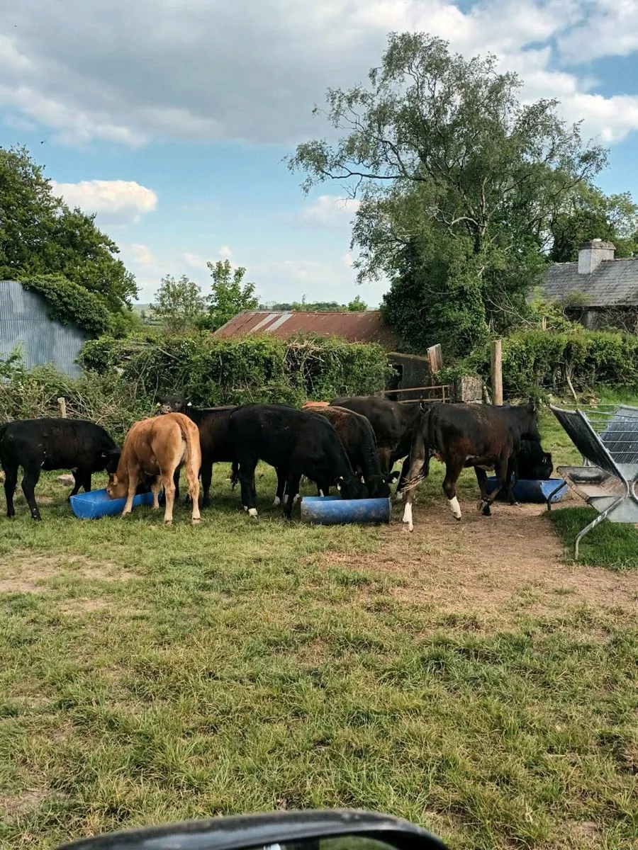 Yearling Heifers - Image 1