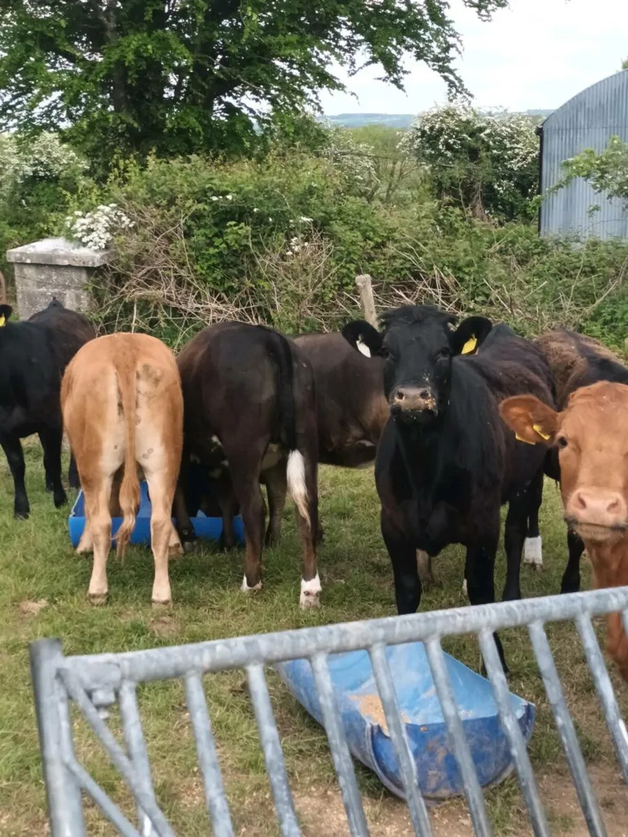 Yearling Heifers - Image 2