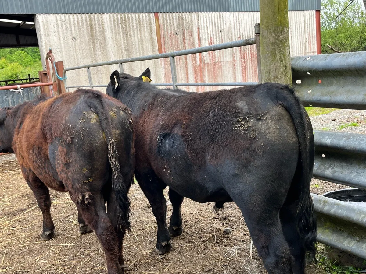 Aberdeen Angus Bulls ..Quality 5 star bulls - Image 4