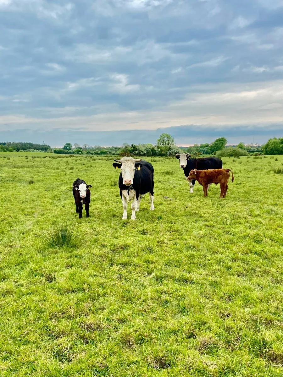 Organic suckler Cows Calves and in calf heifers - Image 1