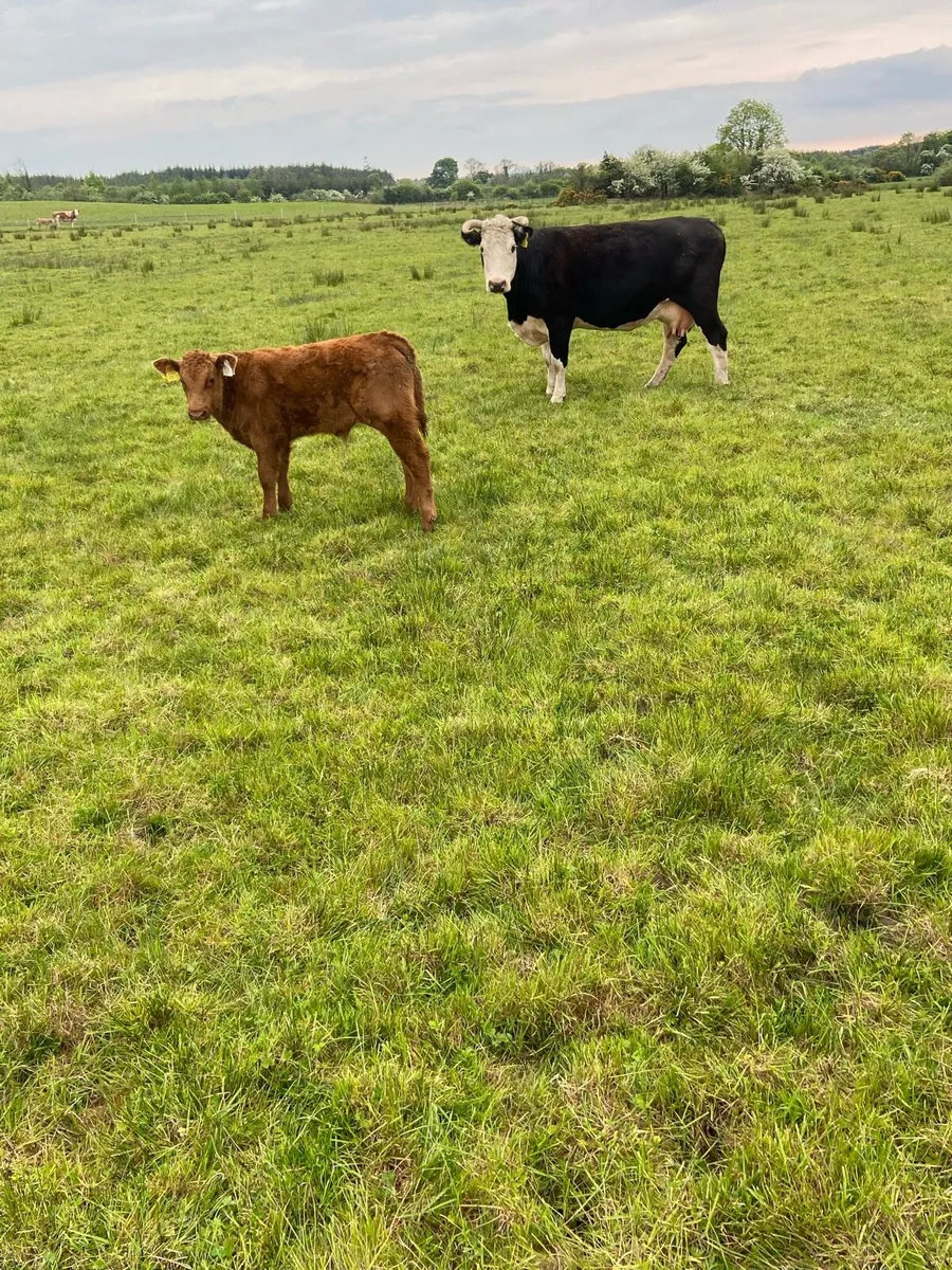 Organic suckler Cows Calves and in calf heifers - Image 2