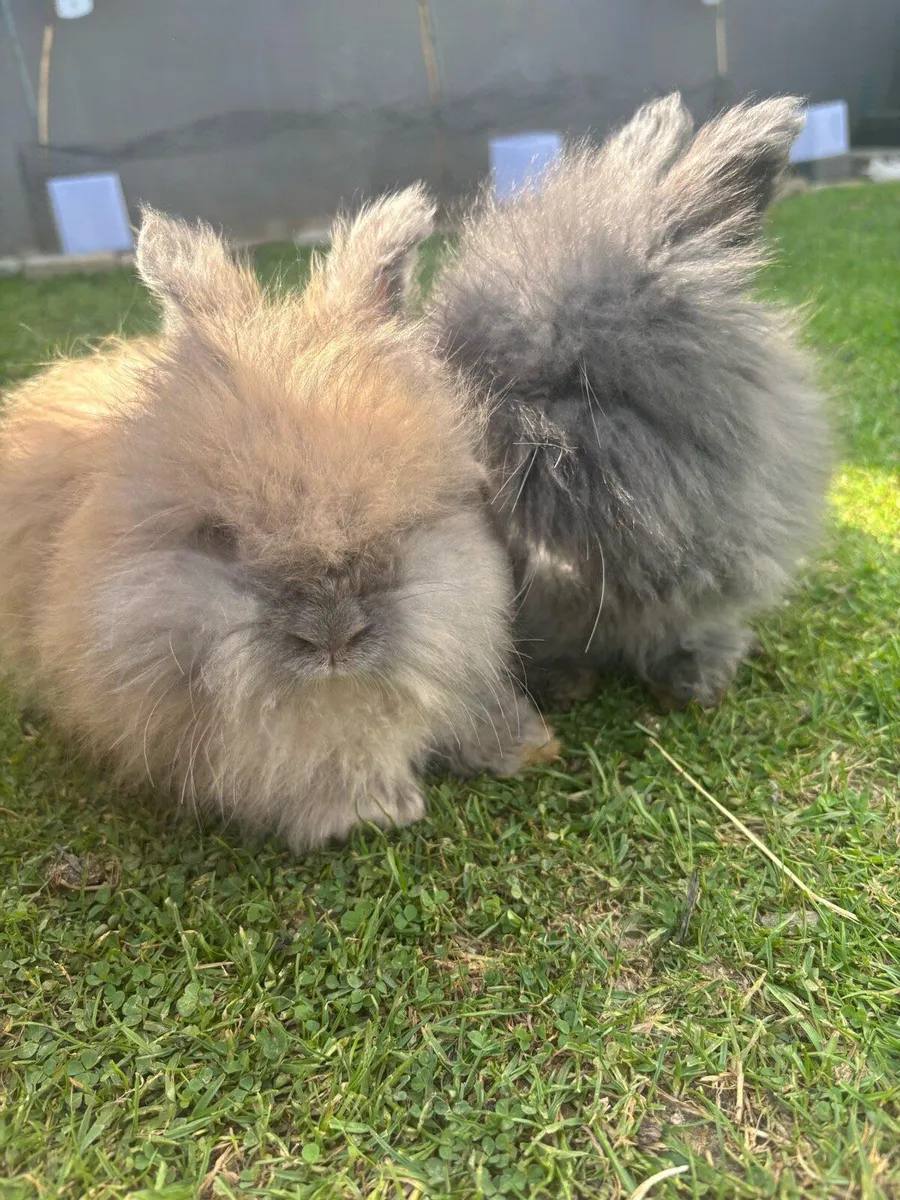 Rabbit - Image 1