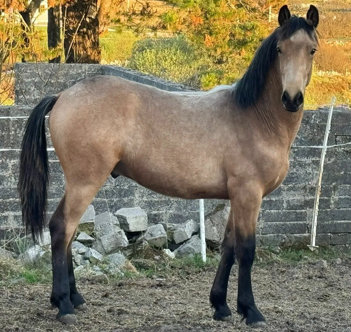 Dun Colt Foal (Lot 567 -Clifden Pony Sales 18 May) - Image 2