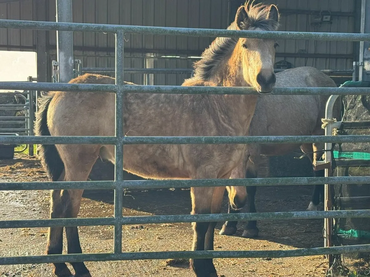 Dun Colt Foal (Lot 567 -Clifden Pony Sales 18 May) - Image 3