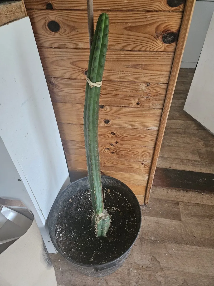 Peruvian Torch Cactus Echinopsis Peruviana - Image 2