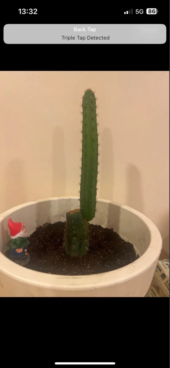 Peruvian Torch Cactus Echinopsis Peruviana - Image 3