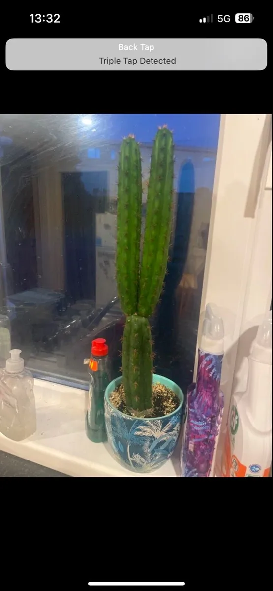 Peruvian Torch Cactus Echinopsis Peruviana - Image 1