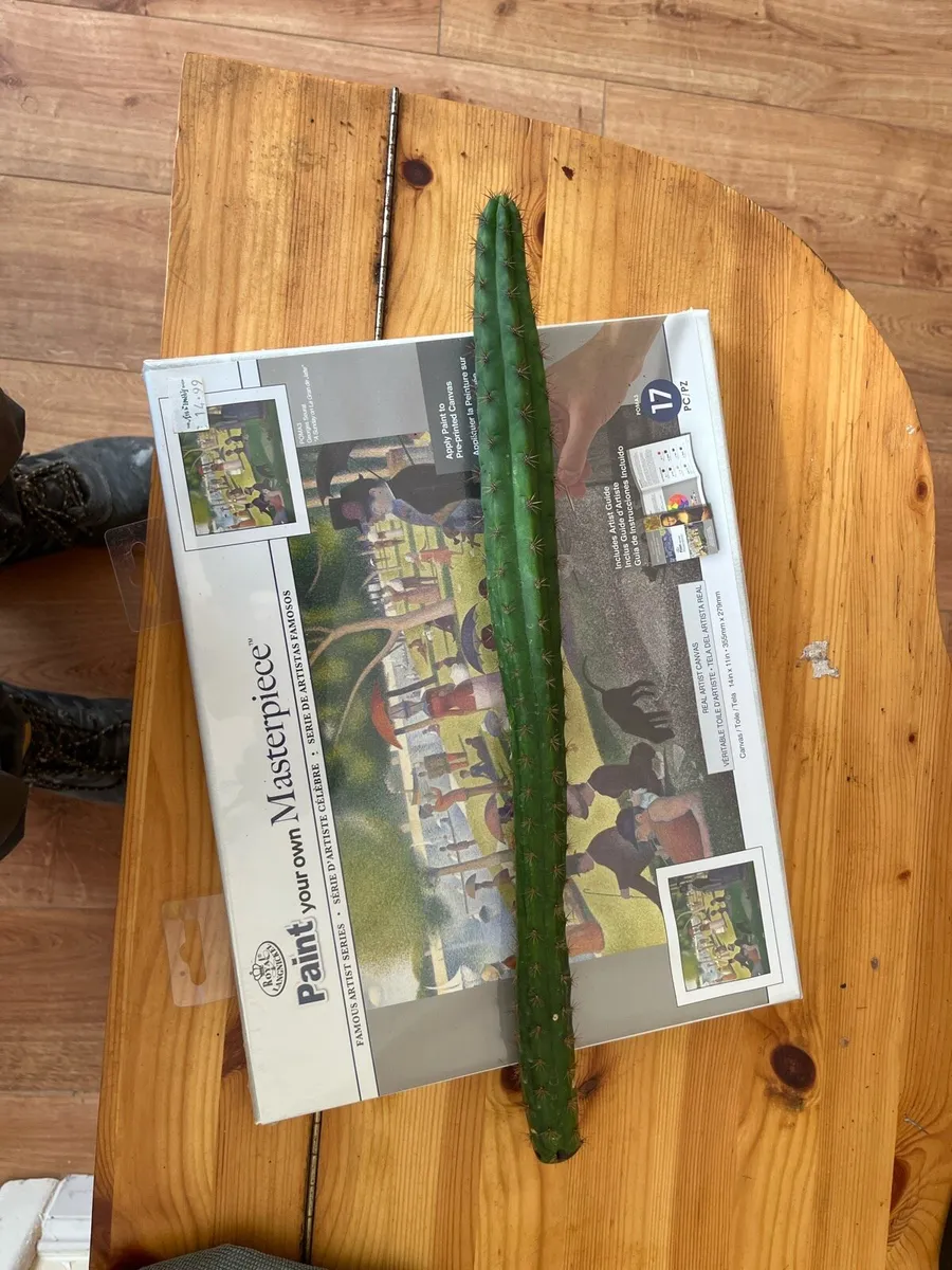 Peruvian Torch Cactus Echinopsis Peruviana - Image 4