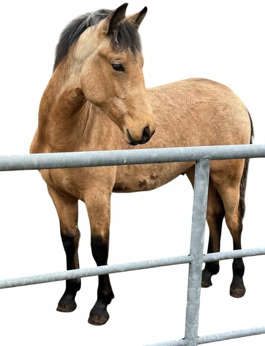 Dun Colt Foal (Lot 567 -Clifden Pony Sales 18 May) - Image 4