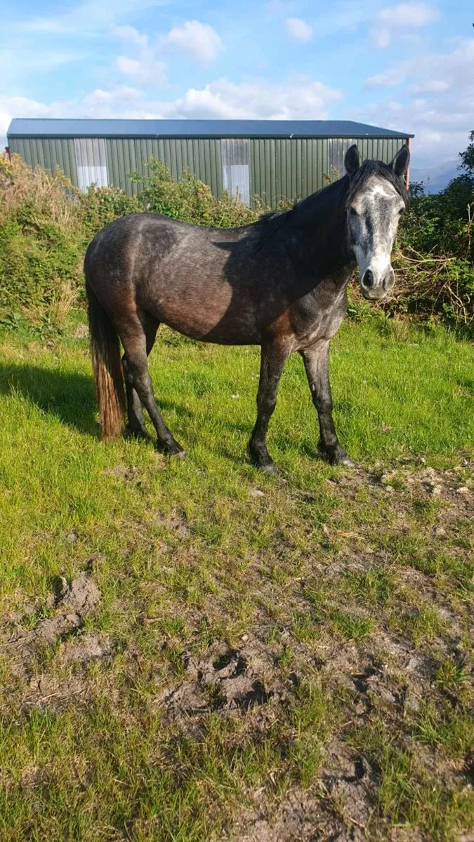 3 year old connemara ponies - Image 4
