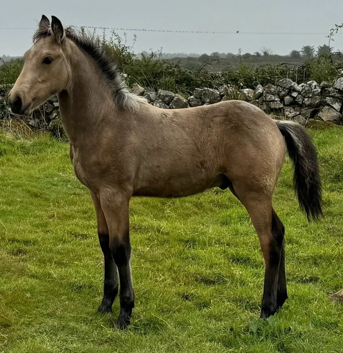 Dun Colt Foal (Lot 567 -Clifden Pony Sales 18 May) - Image 1