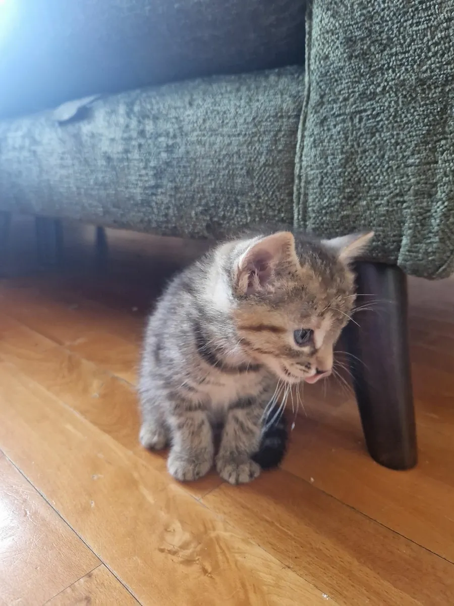 Kittens For Sale - Image 4