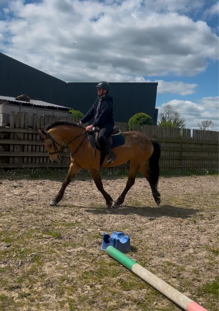 Dun gelding - Image 1