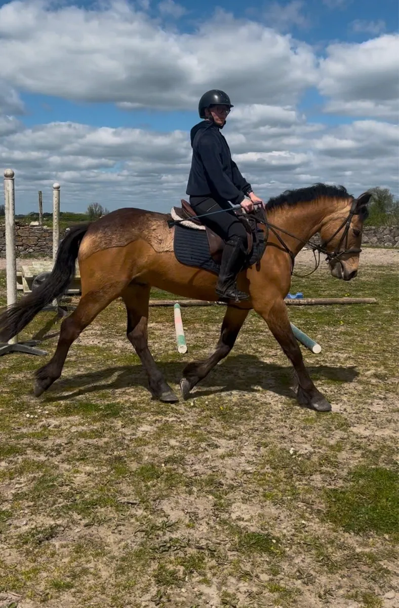Dun gelding - Image 2
