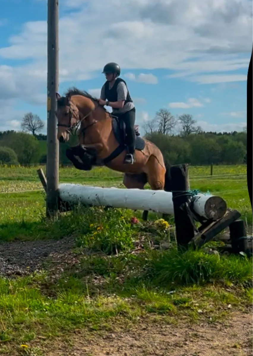 Dun gelding - Image 3