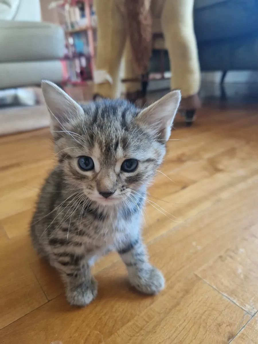 Kittens For Sale - Image 2