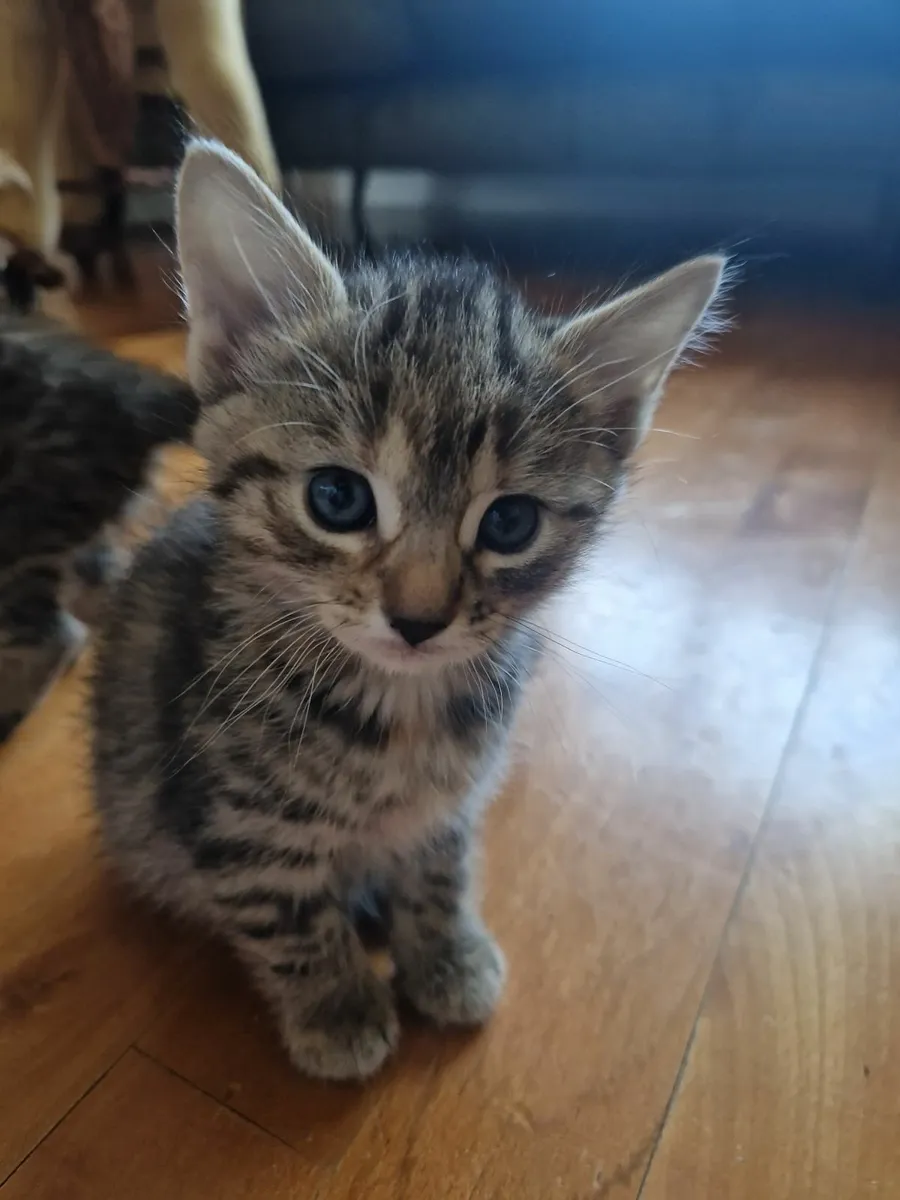 Kittens For Sale - Image 1
