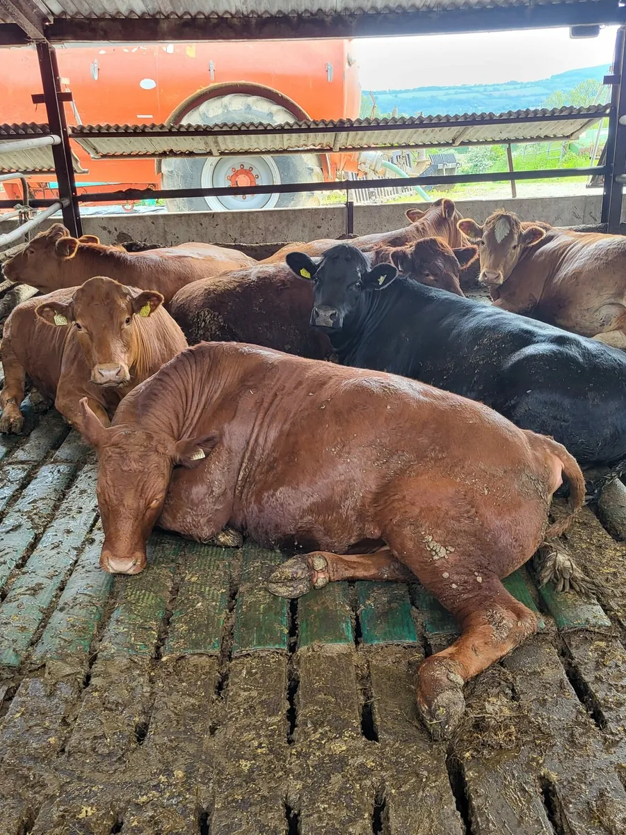 Beef Cattle Enniscorthy Mart 13th May - Image 2
