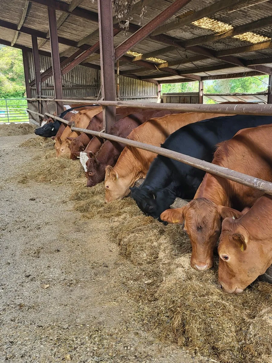 Beef Cattle Enniscorthy Mart 13th May - Image 3