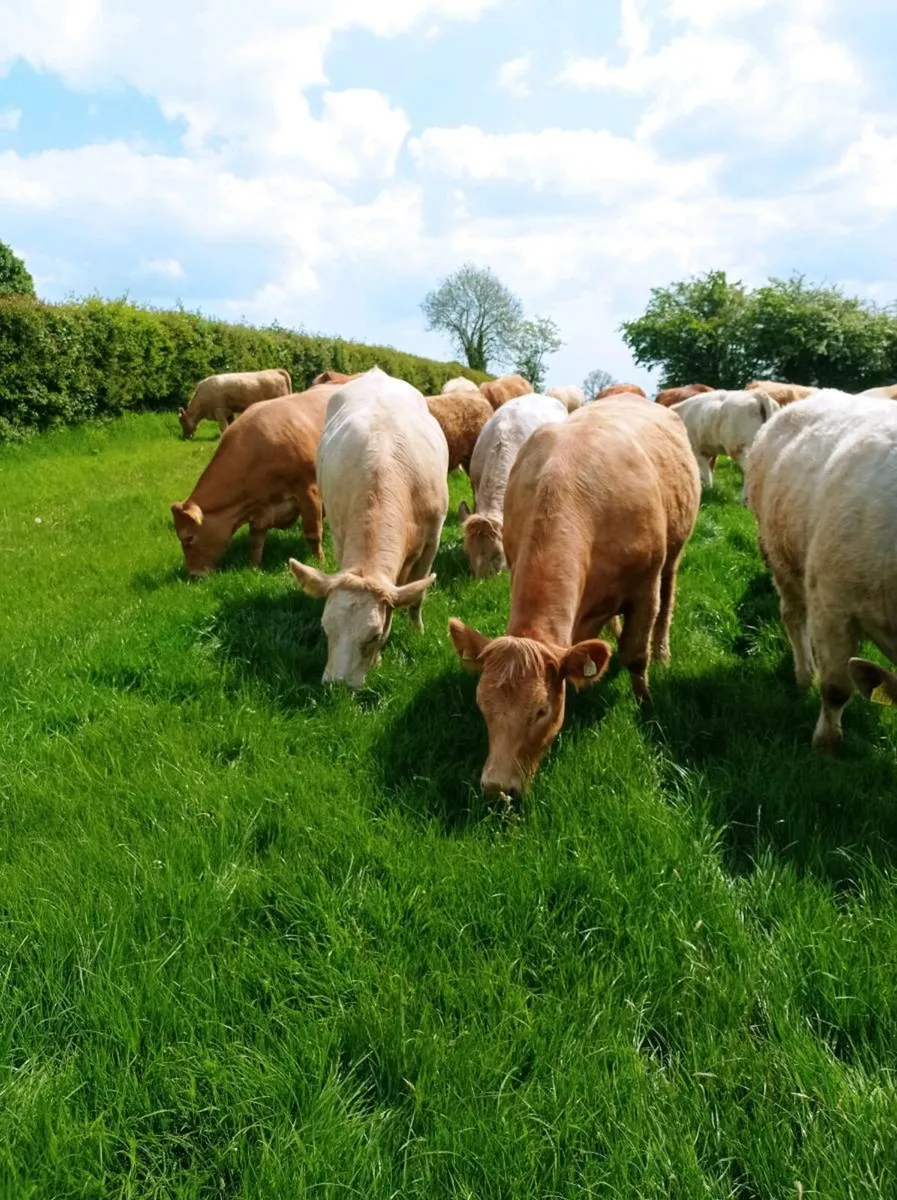 Super u grade continental heifer,s - Image 1