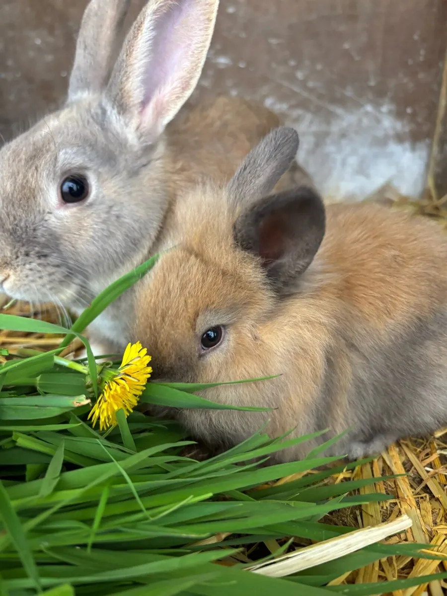 Bunny rabbits and guinea pigs - Image 2