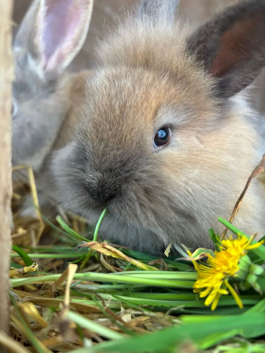Bunny rabbits and guinea pigs - Image 1