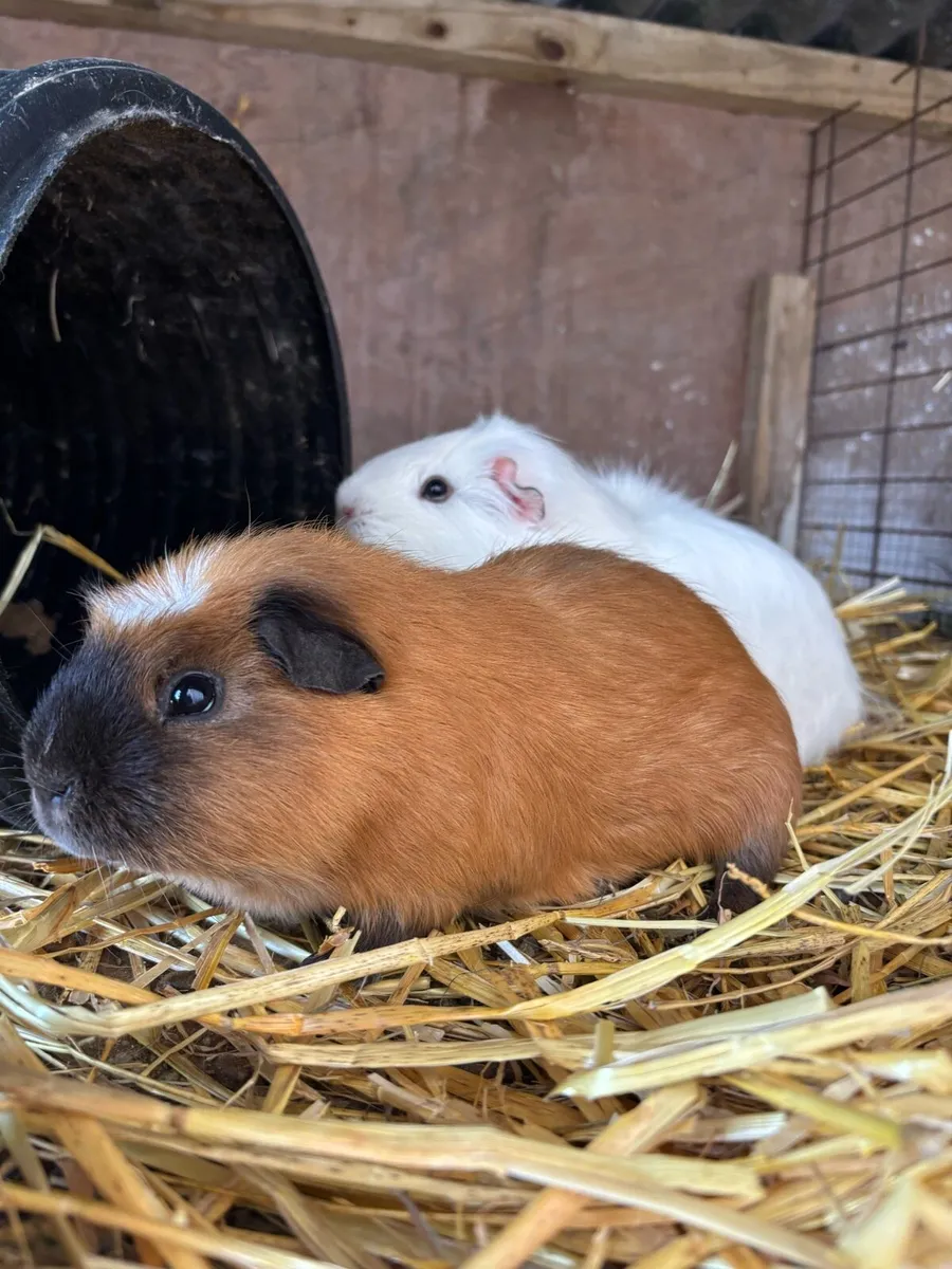 Bunny rabbits and guinea pigs - Image 3