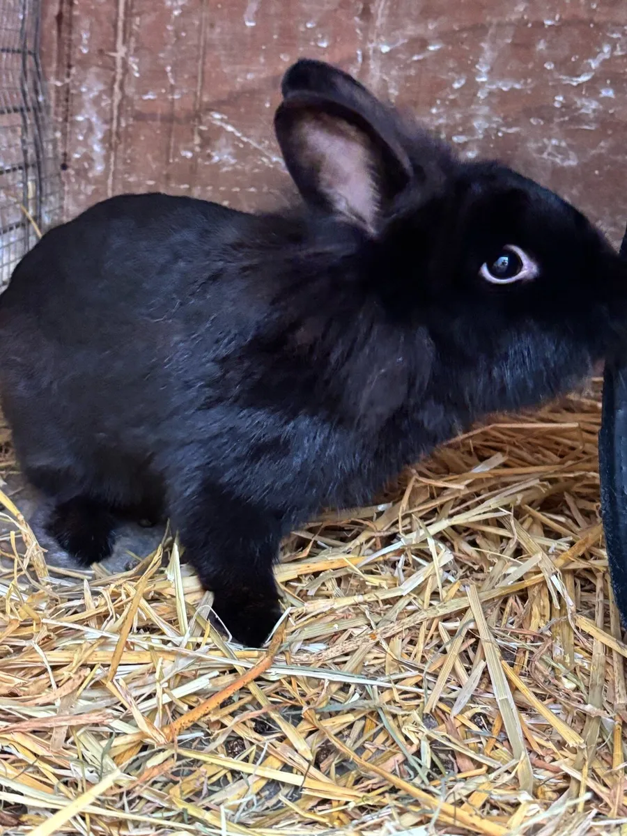 Bunny rabbits and guinea pigs - Image 4