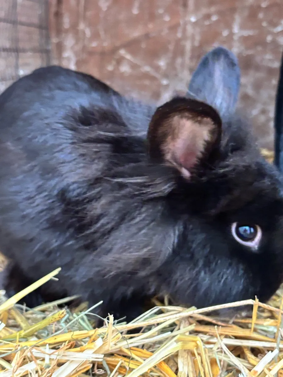 Bunny rabbits - Image 4