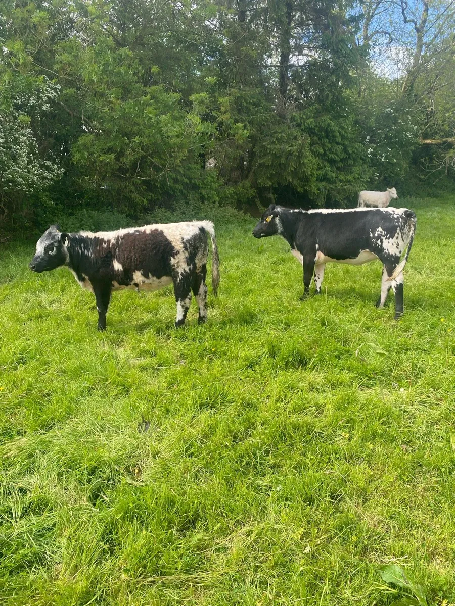 Speckled heifers - Image 1