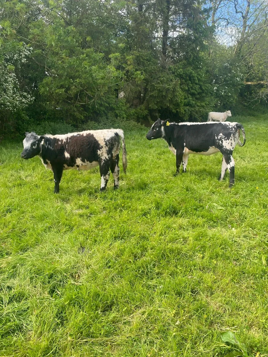 Speckled heifers - Image 2