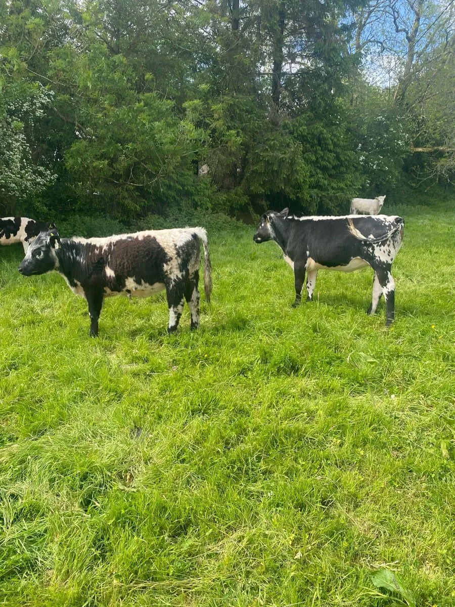Speckled heifers - Image 3