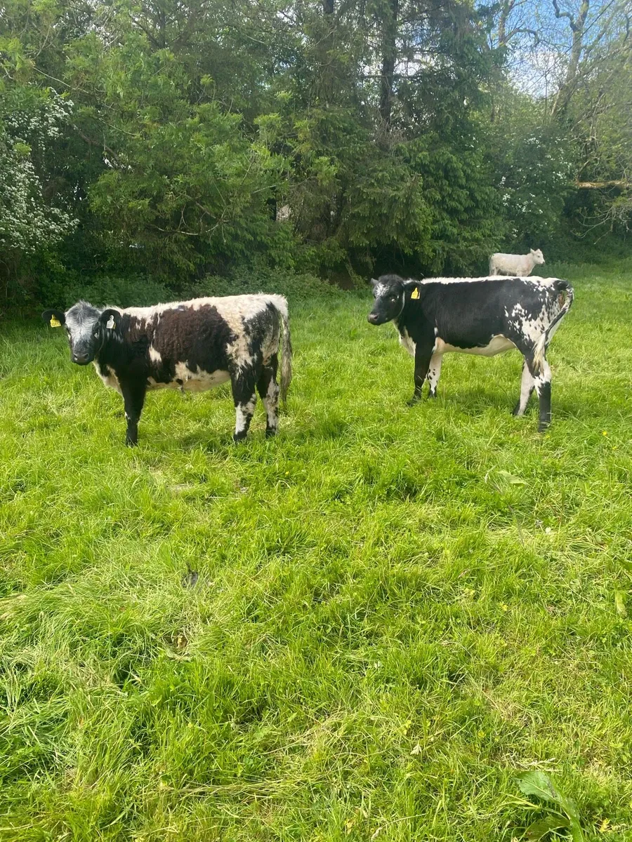 Speckled heifers - Image 4