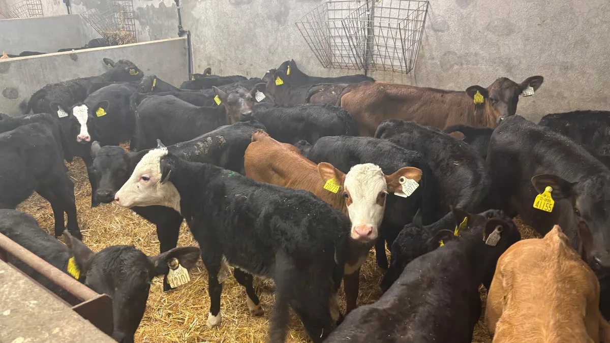 ⭐️Large Selection Of Top Quality Calves ⭐️ - Image 4